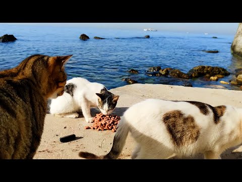 ASMR Cats Eating Wet Cat Food by the Sea