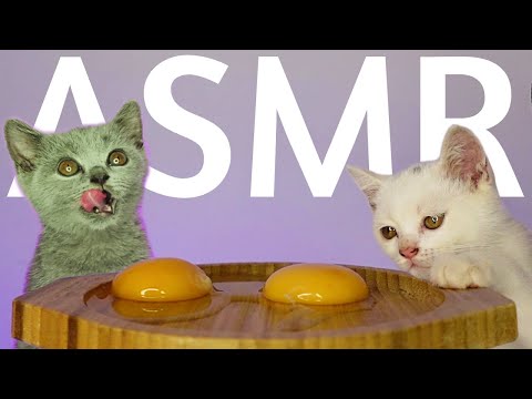 Cats Eating Egg Yolk ASMR