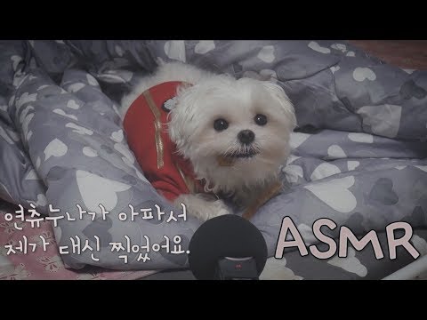 한국어ASMR 강아지asmr│고구마,돼지, 소 이팅사운드(sweet potato,pig,beef eating sounds)│머리 빗는(Brushing)│입소리 mouth sound