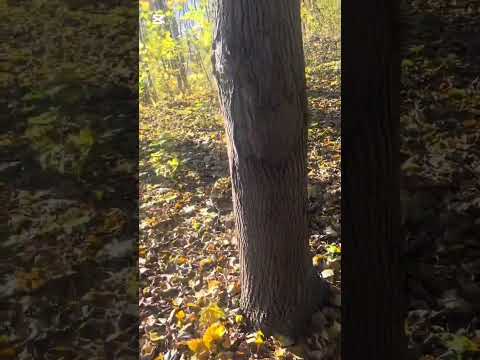 ASMR jaukus pasivaikščiojimas rudenį (whispered voiceover) 🍂 I lapų traškesys ir lietaus garsai