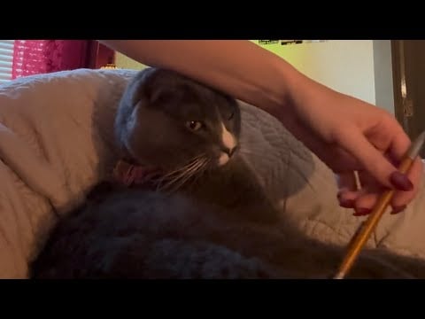 Lofi ASMR Sharp Or Dull Test On My Roommate’s Cat 🐈‍⬛ (Purring, Soft Spoken)