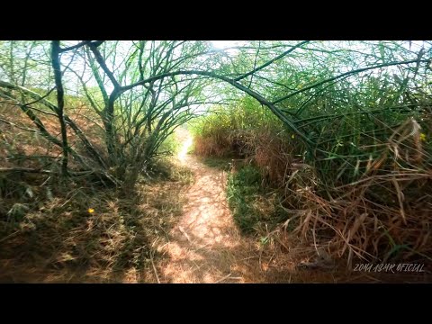 ASMR | Paseo por Reserva Natural 🦩🌴🍂