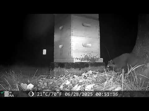 Beehive Nightlife 🕺 Wildlife Camera w Night Vision!