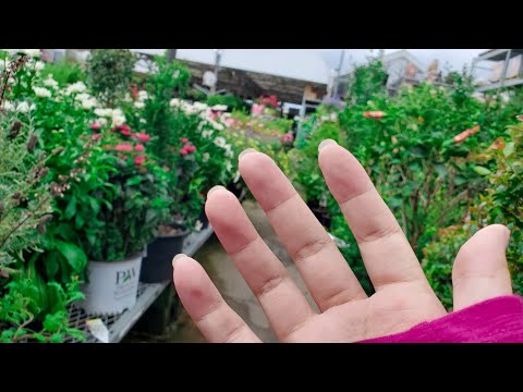 Public ASMR🪴Garden Center Anticipatory Triggers (Fast Aggressive)