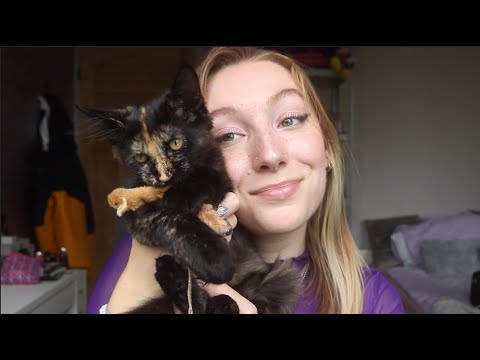 Kitten ASMR! 🐈‍⬛ - The ASMR Index