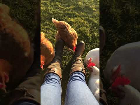 Chicken ASMR 😁🐔