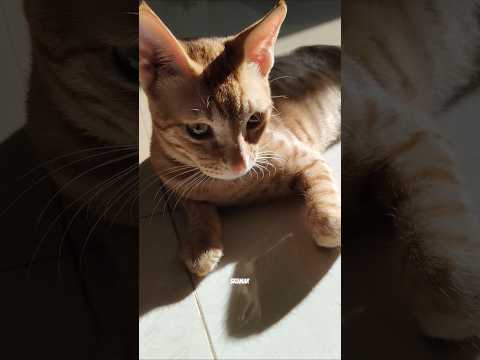 Subha Hogayee hai short video 😎😁😺 #shorts #comedy #funny #cat