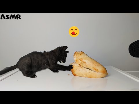 Kitten eating Chicken Breast ASMR