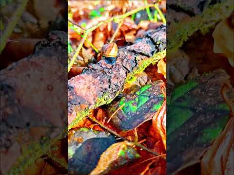 Heavy sounds and Nature Ambience #shorts #nature #ambience