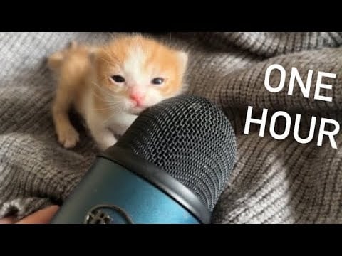 Kitty asmr make in ONE HOUR FIRST TIME 