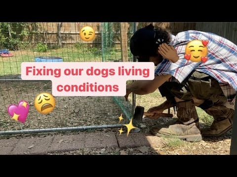 Vlog - New Dog House