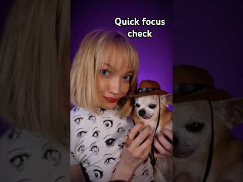 How many times 🐶 #asmr #dogasmr #chihuahua