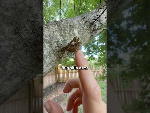 bug skin asmr