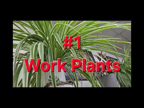 Gardening Series 2026 Introduction (Work Plants)(ASMR)