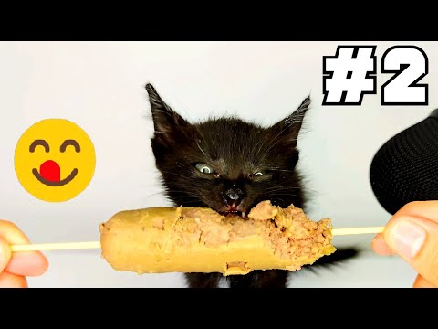 Kitten eating Sausage ASMR [ Part 2 ]