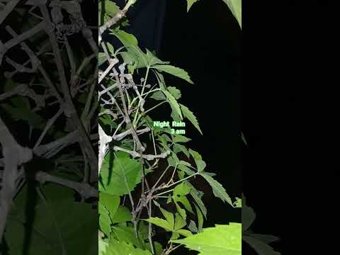 ASMR Soothing Night Rain #asmr #relax #asmrforsleep