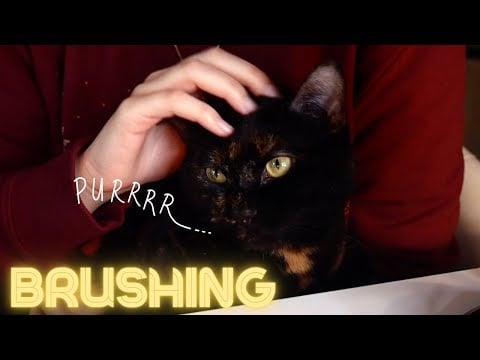 Mon chat = mon micro (vraiment !) 😻 #brushing
