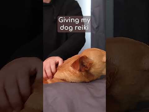 How I calm my anxious dog with ASMR #asmr #dog #animals