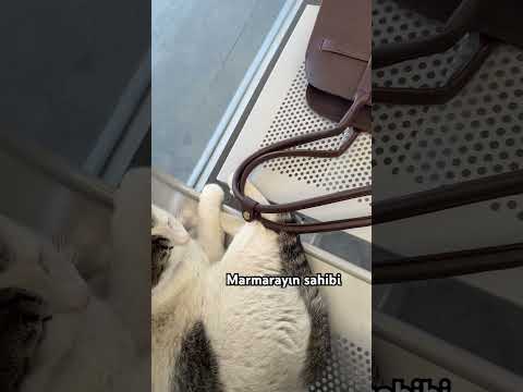 #music #cover #cat #cats #cute #catvideos #trending #trendingshorts #keşfet #keşfetbeniöneçıkar