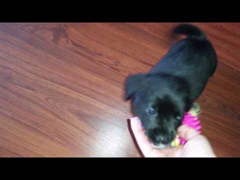 SouthernASMR Sounds Vlog 🐕 Pupdate! 7-9-2017