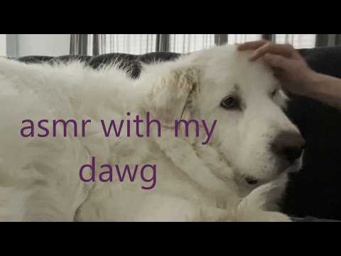 asmr with my dog :D