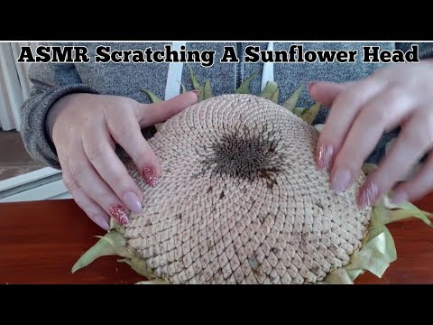 ASMR Scratching A Sunflower Head (Lo-fi)