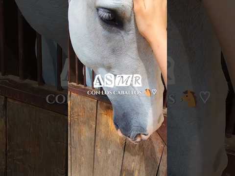 ASMR con los caballos de la hípica