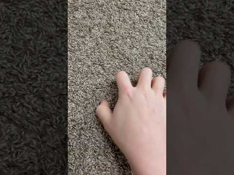 ASMR Carpet Scratching | No Talking #ASMR #Shorts