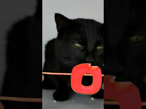 ASMR Mukbang Cat Eating Red 20 ❤️🔴