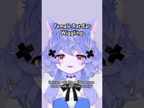 Rat Ear Wiggling “Courtship”