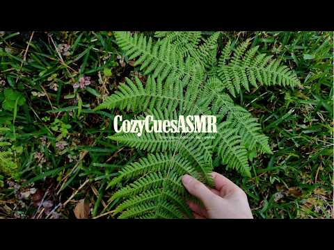 Rainy Forest Walk ASMR | Rain Sounds, Outdoor Triggers (No Talking)