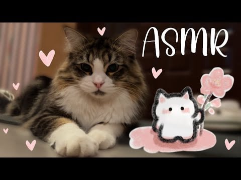 асмр с Каштанчиком 🤭💖