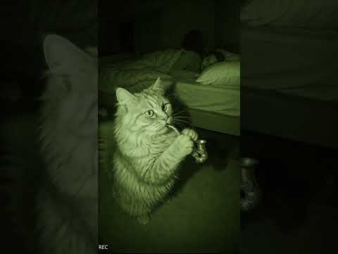 Cat at 3am