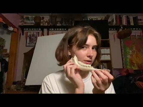 showing you my animal bone collection | ASMR | ~lofi~