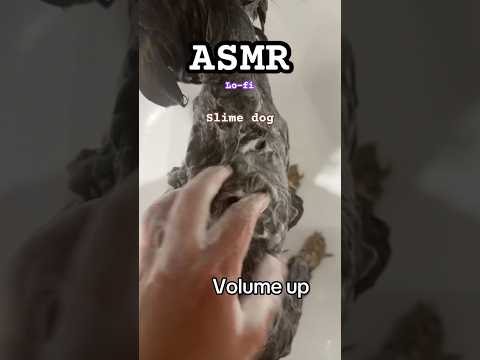 ASMR || Slime dog 🐶