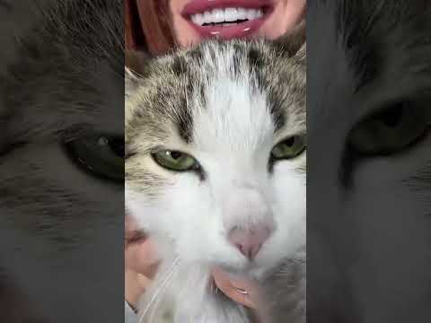 Meow Meow Challenge 😹🔥 You Won’t Believe the Ending!
