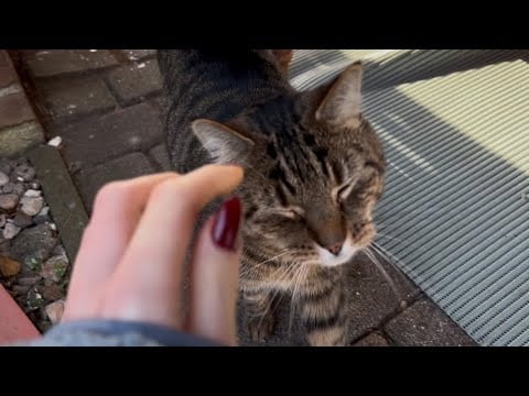 Outside ASMR but i keep getting distracted by a cat