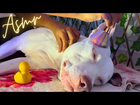 ASMR NO MEU CACHORRO CARINHO COM PINCEL