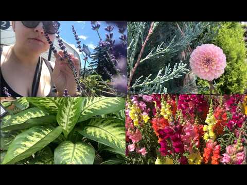 🌿Plant Nursery 🌿 [Mini ASMR VLOG] Soft Spoken 🌸