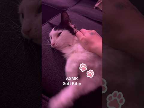 THE softest kitty you’ve ever felt #asmr #asmrpets #asmranimals #asmrsleep #sleepytime #fostercat