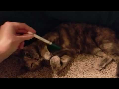SouthernASMR Sounds Vlog 🐱👱‍♀️Eevee & Mary, the Procrastinators 🐱👱‍♀️