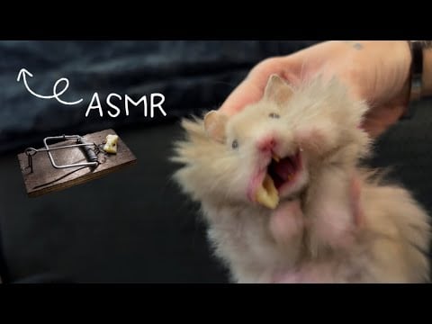 ASMR/ my mouse/ موشم 🤪😅