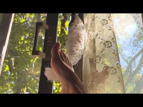 ASMR bare feet and feathers finale