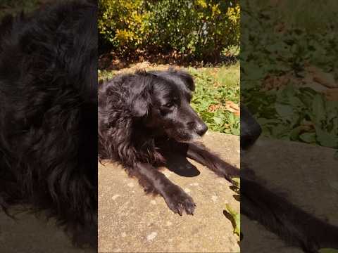 Un petit coucou de "Chiquita " et une courte apparition de "Inaki "  ❤️❤️🐕🐕