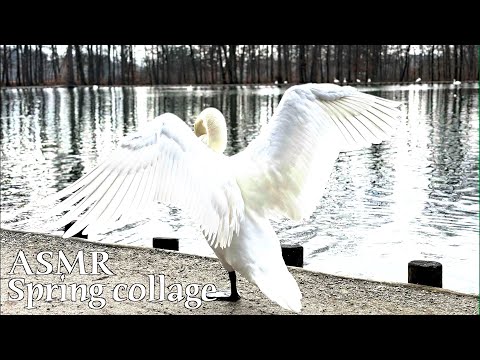 ASMR 🌙 Spring collage - Lo-fi scenes from spring (no talking)
