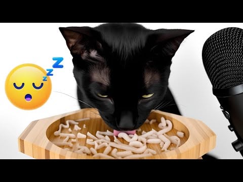 Cat Eating ASMR for Sleep and Relax 😴💤