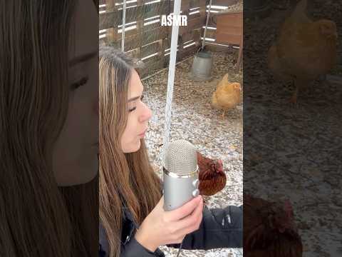 ASMR with my chickens #chickens #asmrvideos #asmr #relax #fypp #shorts #outdoors #foryou #tingles