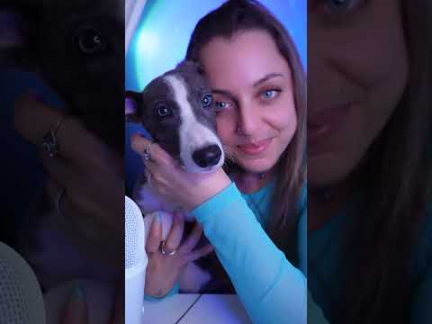 🩵Rowena🩵 #asmr #asmrsounds #puppyasmr #newpuppy