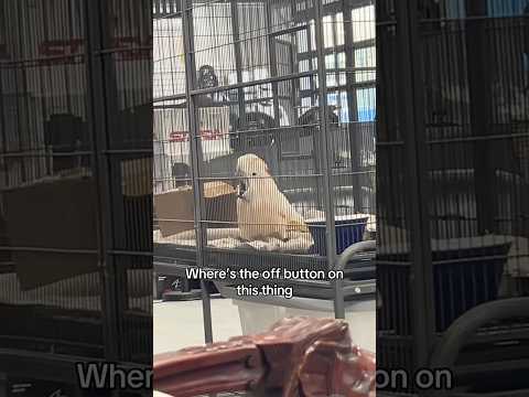 help guys #bird #cockatoo #funny