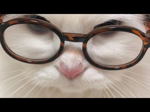 asmr lullabies + tarot reading
